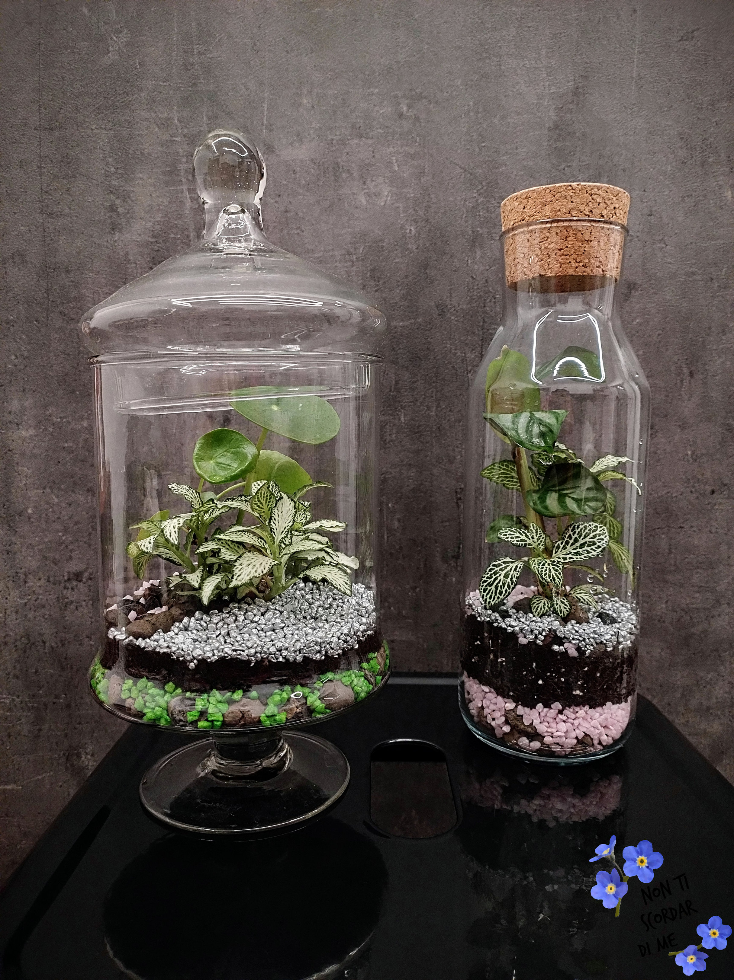Foto Terrarium